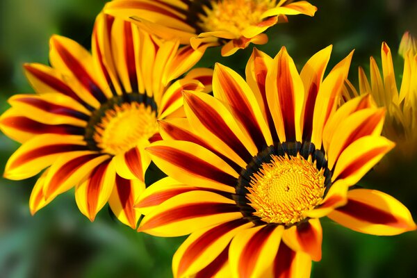 Helle Gazanienblüten in Makroaufnahmen mit Hintergrundunschärfe