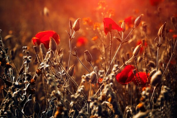 Red poppies in a field at sunset