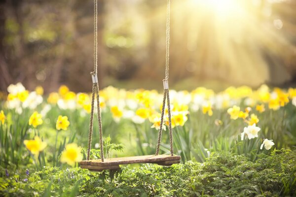 Le printemps tant attendu, le soleil et les jonquilles