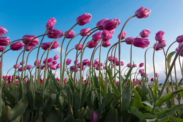 Ein Feld von rosa Tulpen, die sich in einem Ensemble aneinander beugen, erinnern an den Beginn der Hitze und die Drähte der Wintertage