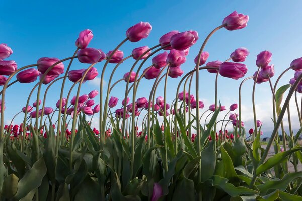 A field of pink tulips, as if in an ensemble, leaning towards each other, remind of the onset of heat and the wires of winter days