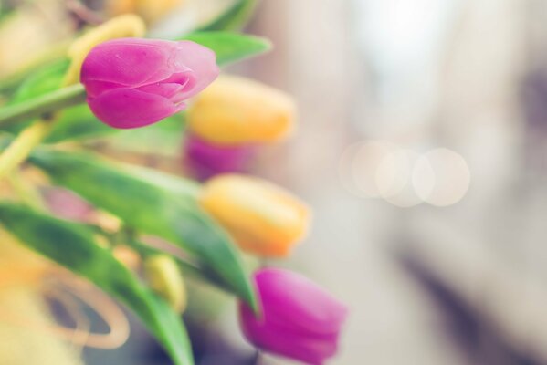 Blurred pink and yellow tulips