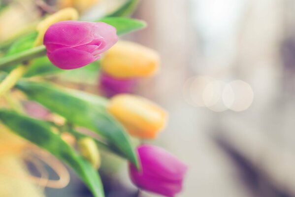 Rozmyte różowe i żółte tulipany