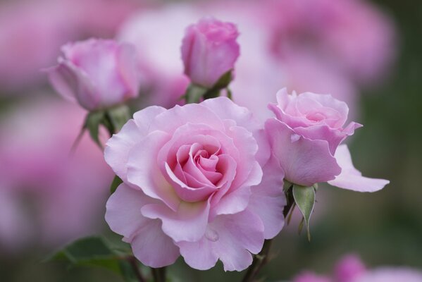 Pink roses. photo macro