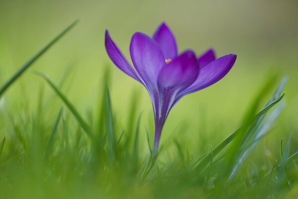 Purple flower in the grass