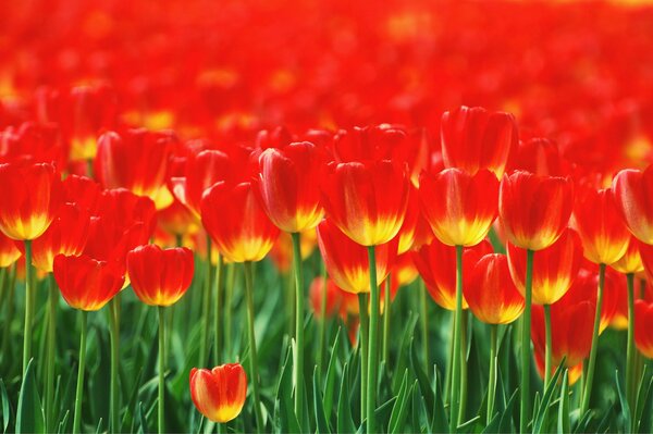 Red tulips look good on a flower bed