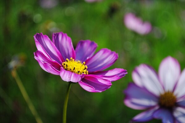 Macro shooting of pink flowers