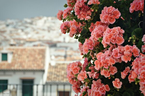 Beautiful pink-coral geranium flowers on the background of houses