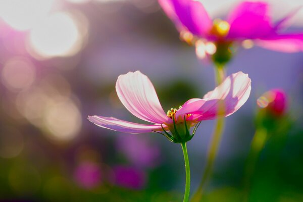 Flores cosmea rosa en una mañana soleada