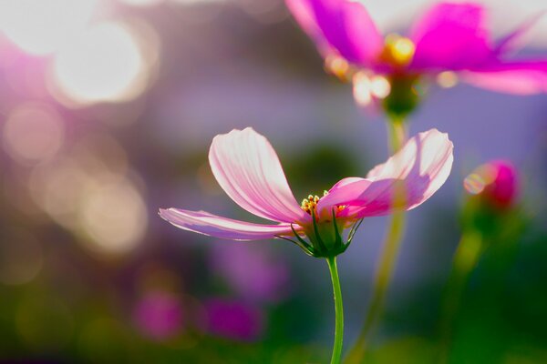 Fiori di Cosmea rosa al mattino soleggiato