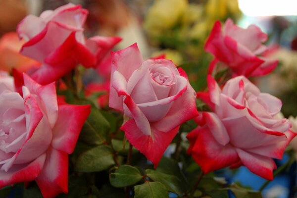 Розовые розы с красным краем