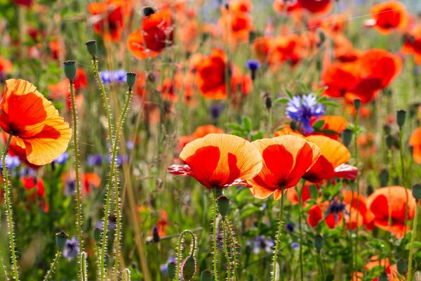 Summer photo of poppy flowers