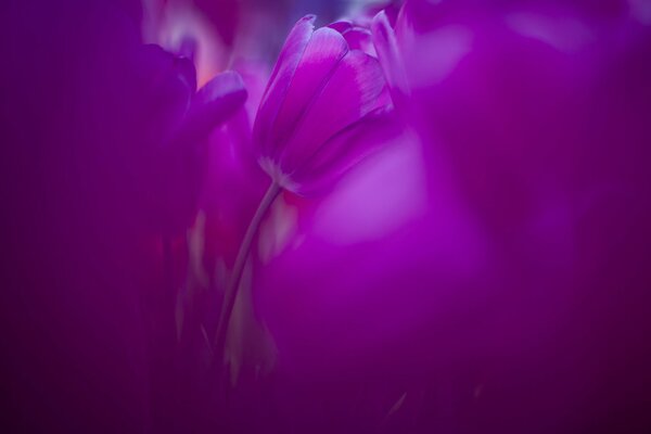 Tulipanes rosa lila por la mañana