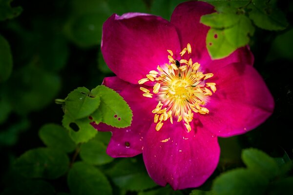 Un brillante fiore di rosa canina sbocciato tra i verdi