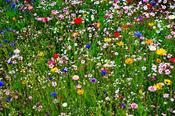 Helle Sommerwiese mit mehrfarbigen Blumen