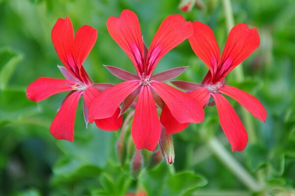 Fleurs lumineuses sur fond lumineux