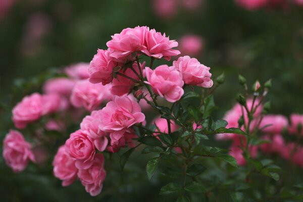 Rosal en flor con brotes pequeños