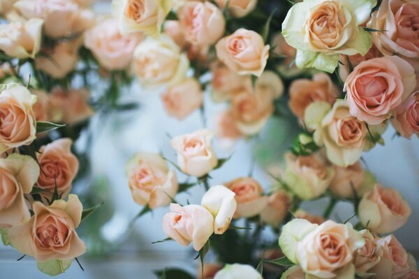 Weiß-rosa Rosen auf verschwommenem Hintergrund