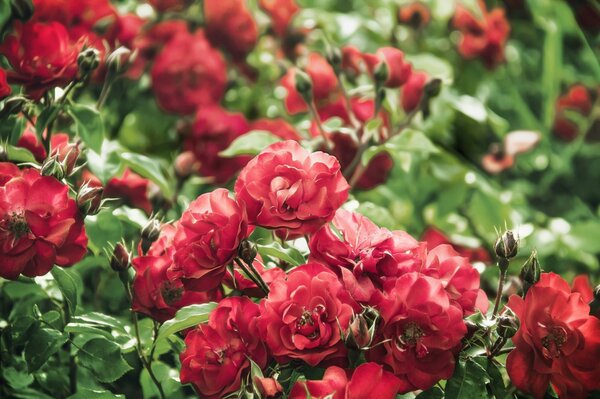 Buisson de roses rouges