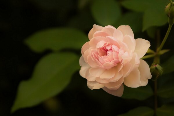 Delicada rosa pálida sobre fondo negro