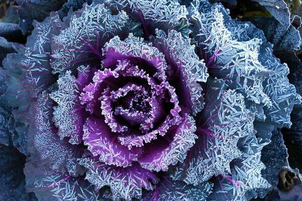 Petals of macro-decorative cabbage