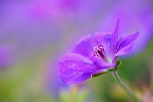 Lilac geranium in the macro image