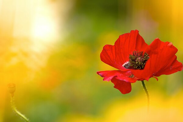 Bright red poppy on a background of greenery