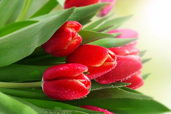 Tulipanes rojos con gotas de rocío