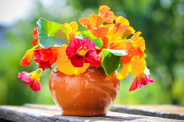 Blumenstrauß von hellen Blumen in einem Tontopf