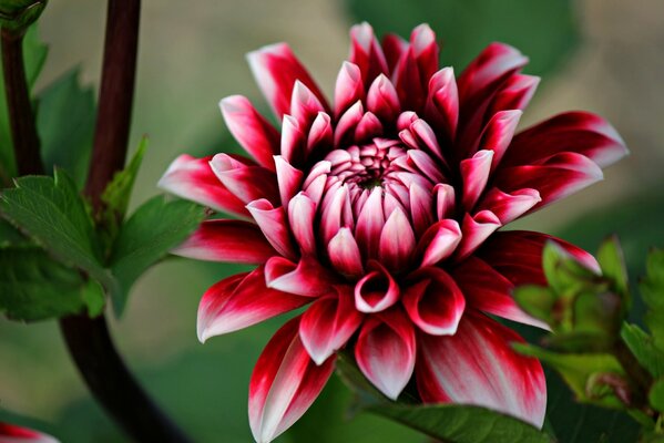 Corposo Dahlia in close-up di ripresa