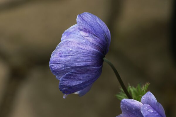 Anemone mit einem Tautropfen im Morgengrauen