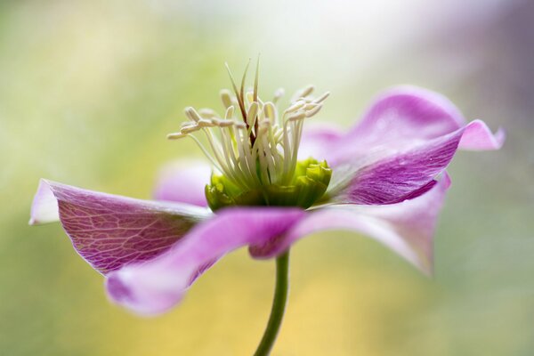 Imagen macro de la flor rosa