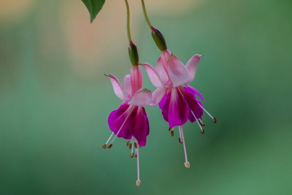 Flores de color rosa fucsia sobre fondo verde