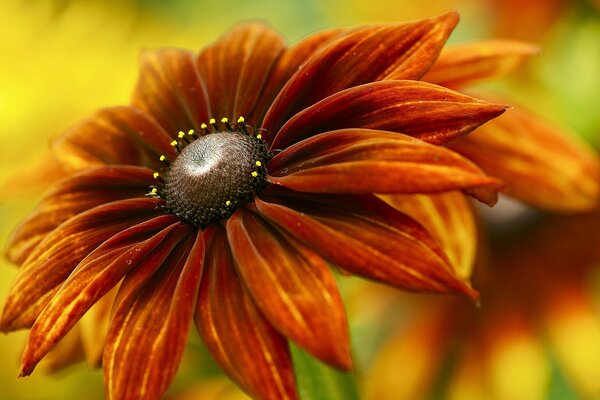 A flower with red-orange petals