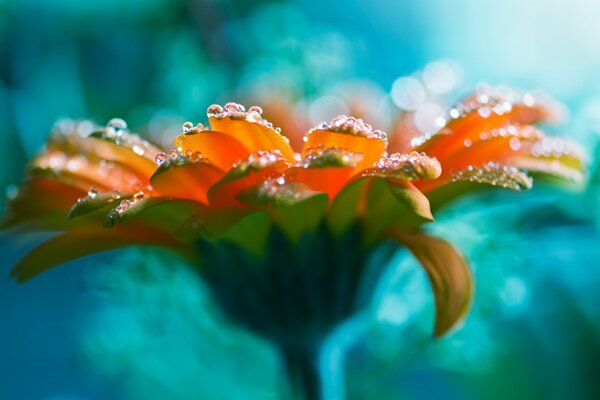 Blume mit Wassertropfen auf Blütenblättern