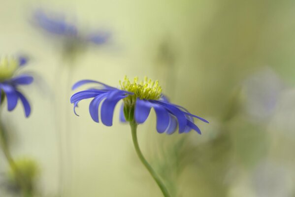 Exemple de photos floues de floraison