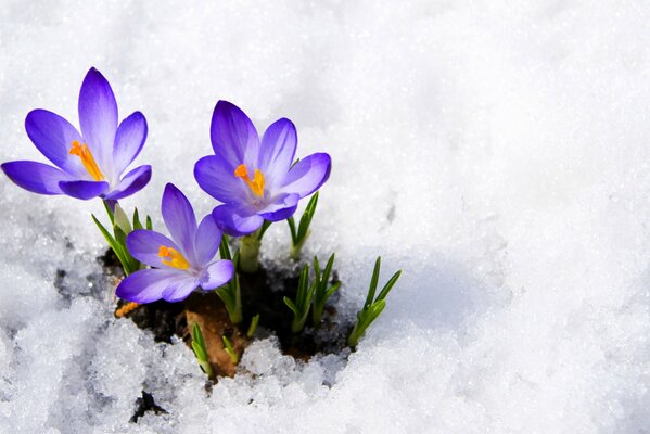 Krokusknospen brechen unter dem Schnee aus