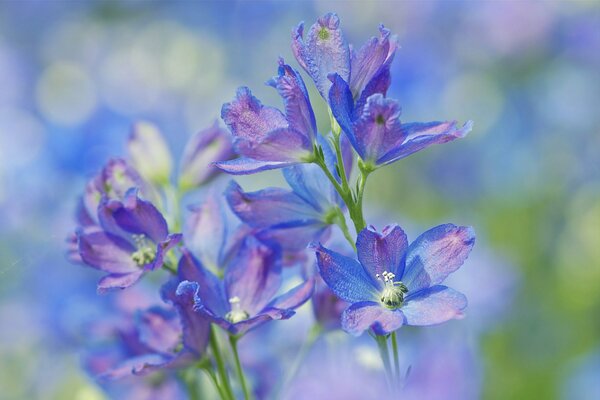 Różowo-niebieskie kwiaty na tle natury