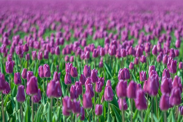 Champ flou de tulipes cramoisies