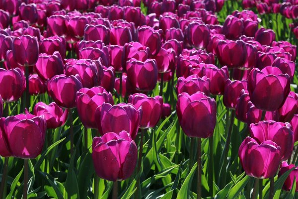 Feld aus Himbeertulpenblüten