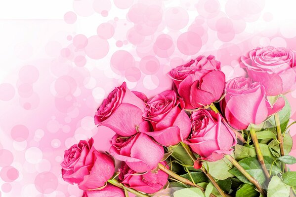 Bouquet of pink roses on a pink background