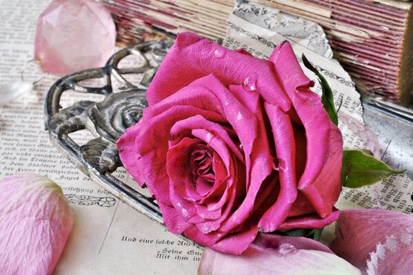 Pink rose on newspapers