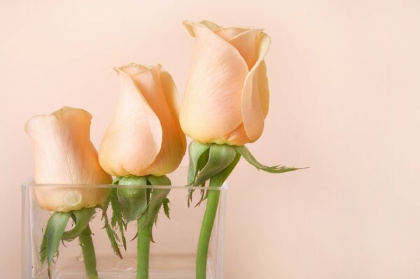 Boutons de roses roses dans un vase transparent