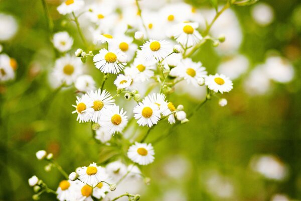 Chamomile flowers on a green background