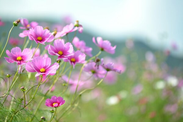 Pink flowers of the cosmea in the meadow