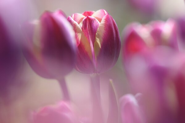 Malinowe płatki tulipanów z efektem rozmycia