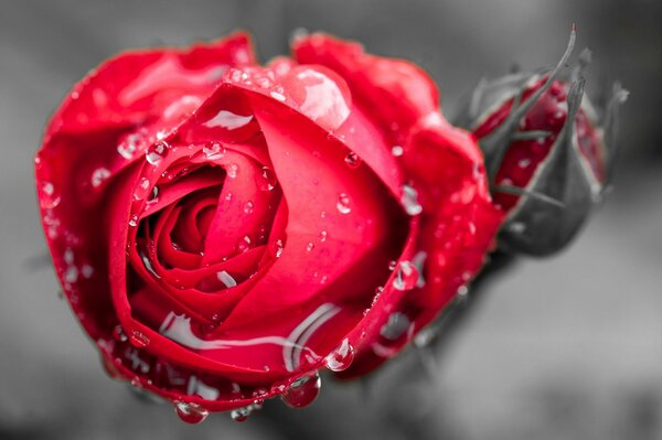 A red rose bud in drops