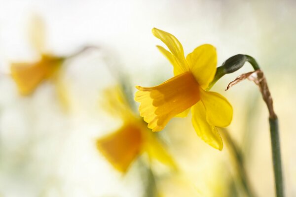 Beautiful yellow daffodils in spring