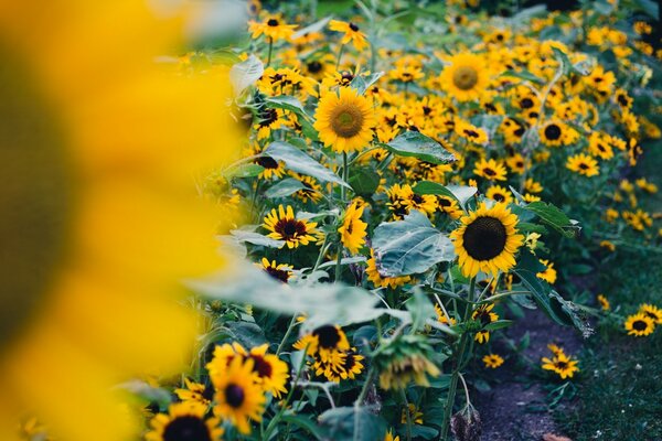 Campo di girasoli carta da parati widescreen