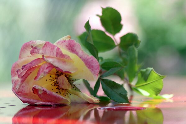 Pink tea rose on the table